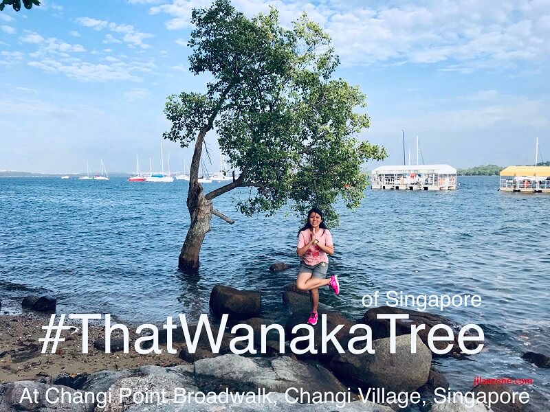 #thatwanakatree changi boardwalk changi village singapore jilaxzone.com